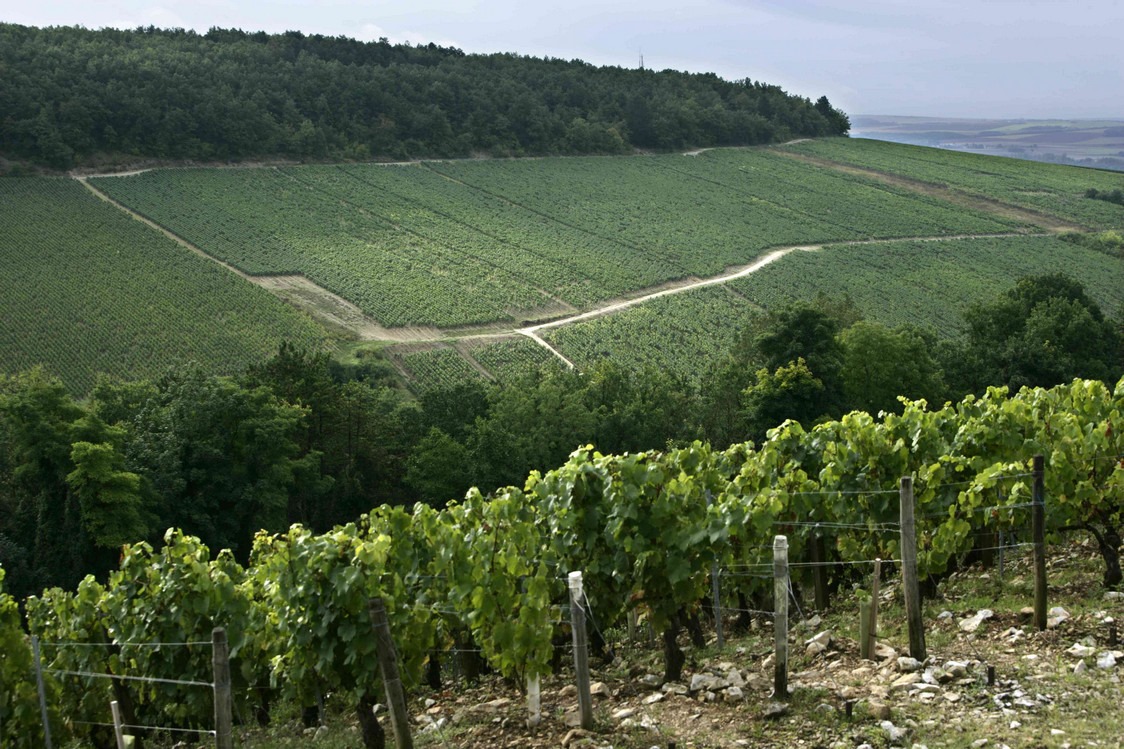 Le massif des Vosges Бургундия
