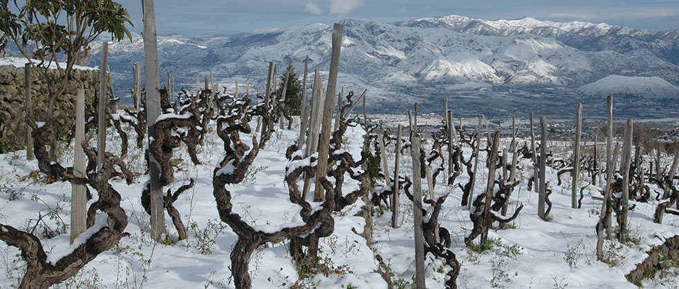 Nere 2016 Terre Etna Rosso delle Tenuta