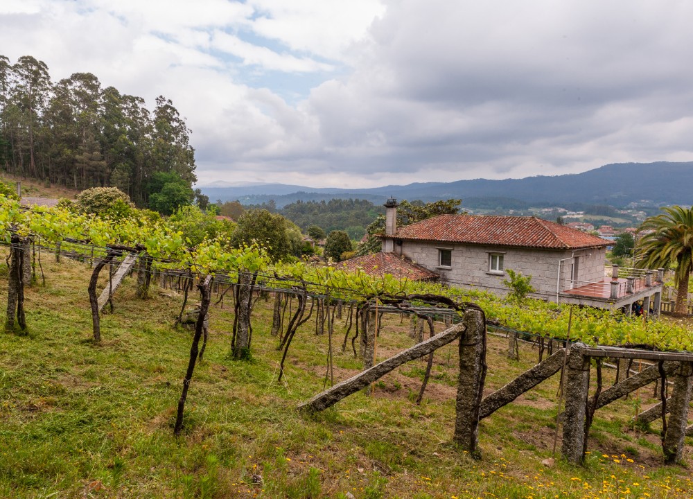 Forjas del Salnes Goliardo Tintos de Mar 2020