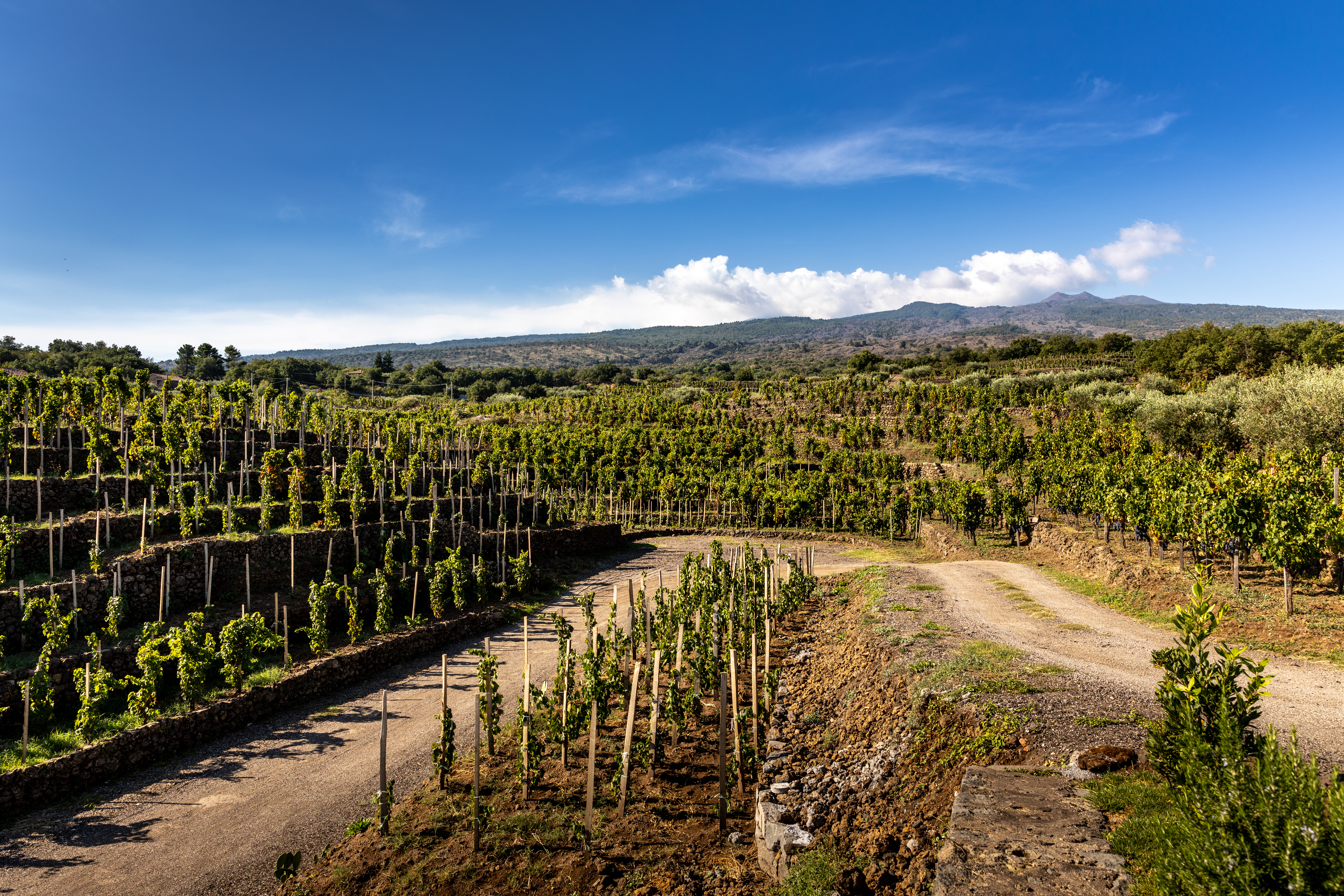 Piccini Chianti 2022 | Wine.com