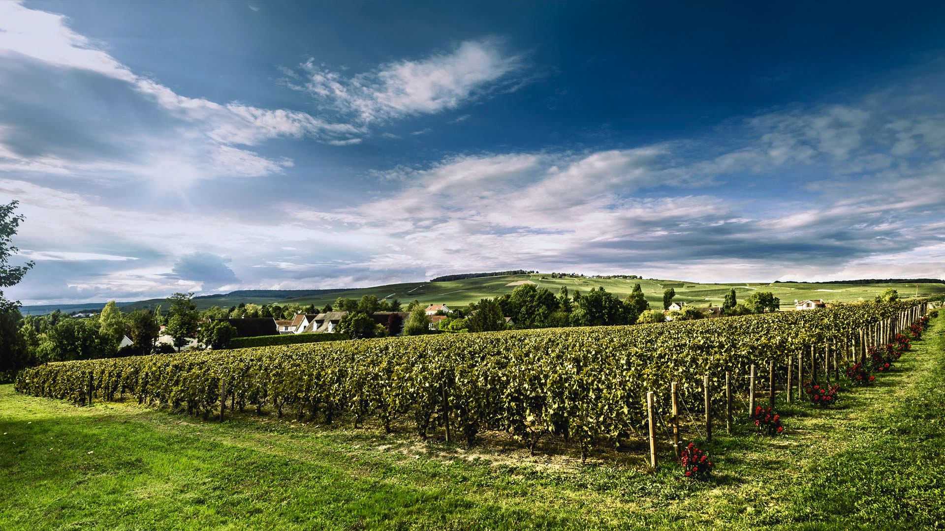 NV Billecart-Salmon Brut Rose - Champagne, France - GNARLY VINES