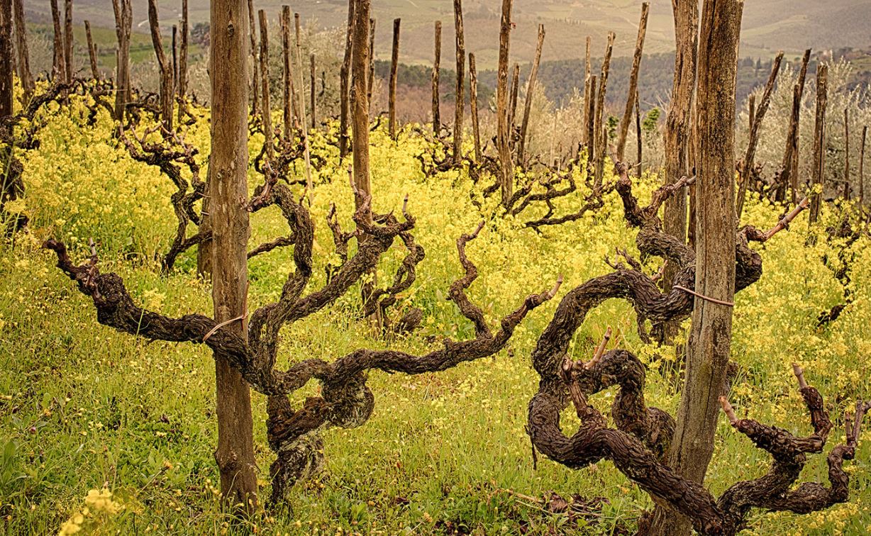 Bibi Graetz Testamatta 2018 | Wine.com Bibi Graetz Testamatta 2018 | Wine.com