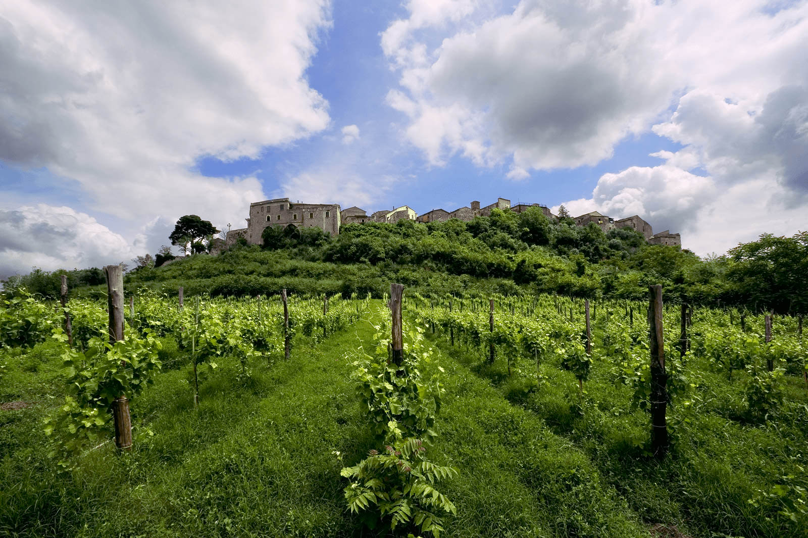 Feudi di San Gregorio Learn Online About Wine - & Buy