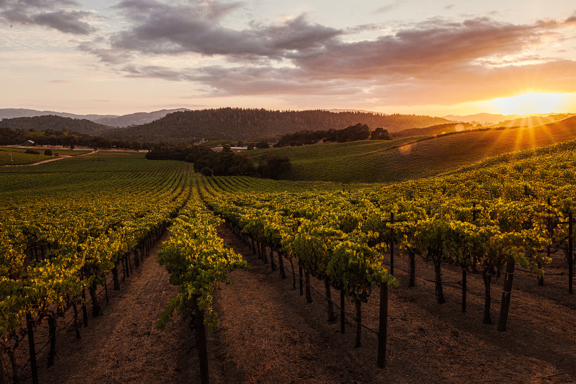 ワイン Lewis Cellars Chardonnay 2022 Sonoma Lewis Cellars Sonoma Chardonnay 2022 750 ML – Ludwig Fine Wine