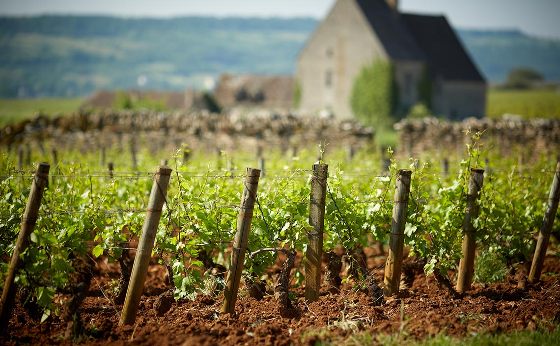 Olivier Leflaive Puligny-Montrachet 2010 | Wine.com