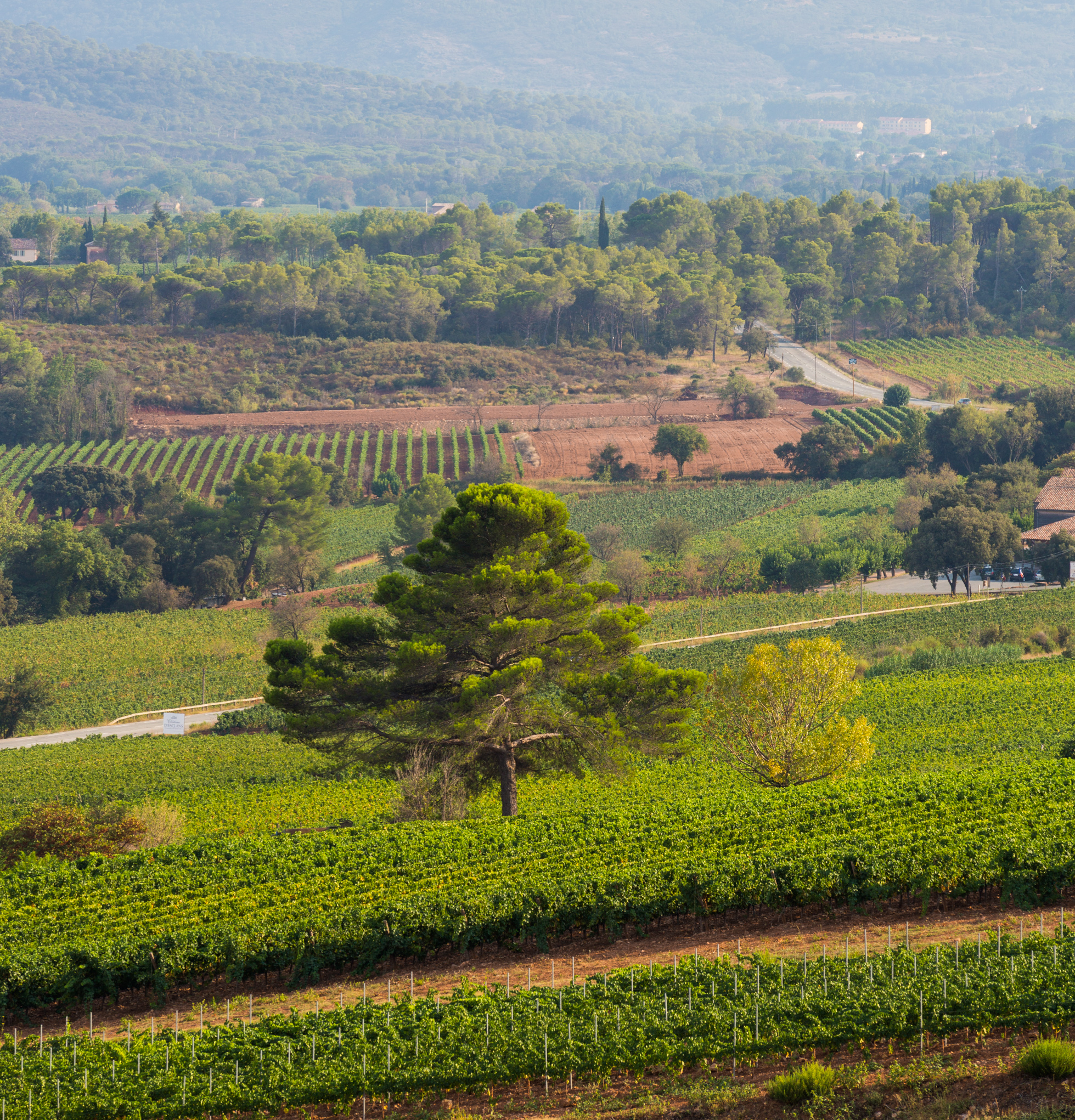 Château d'Esclans Rosé