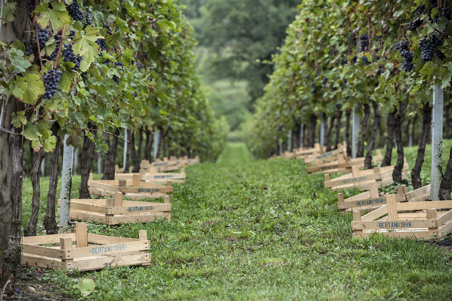 Bertani Amarone della Valpolicella Valpantena 2019 | Wine.com