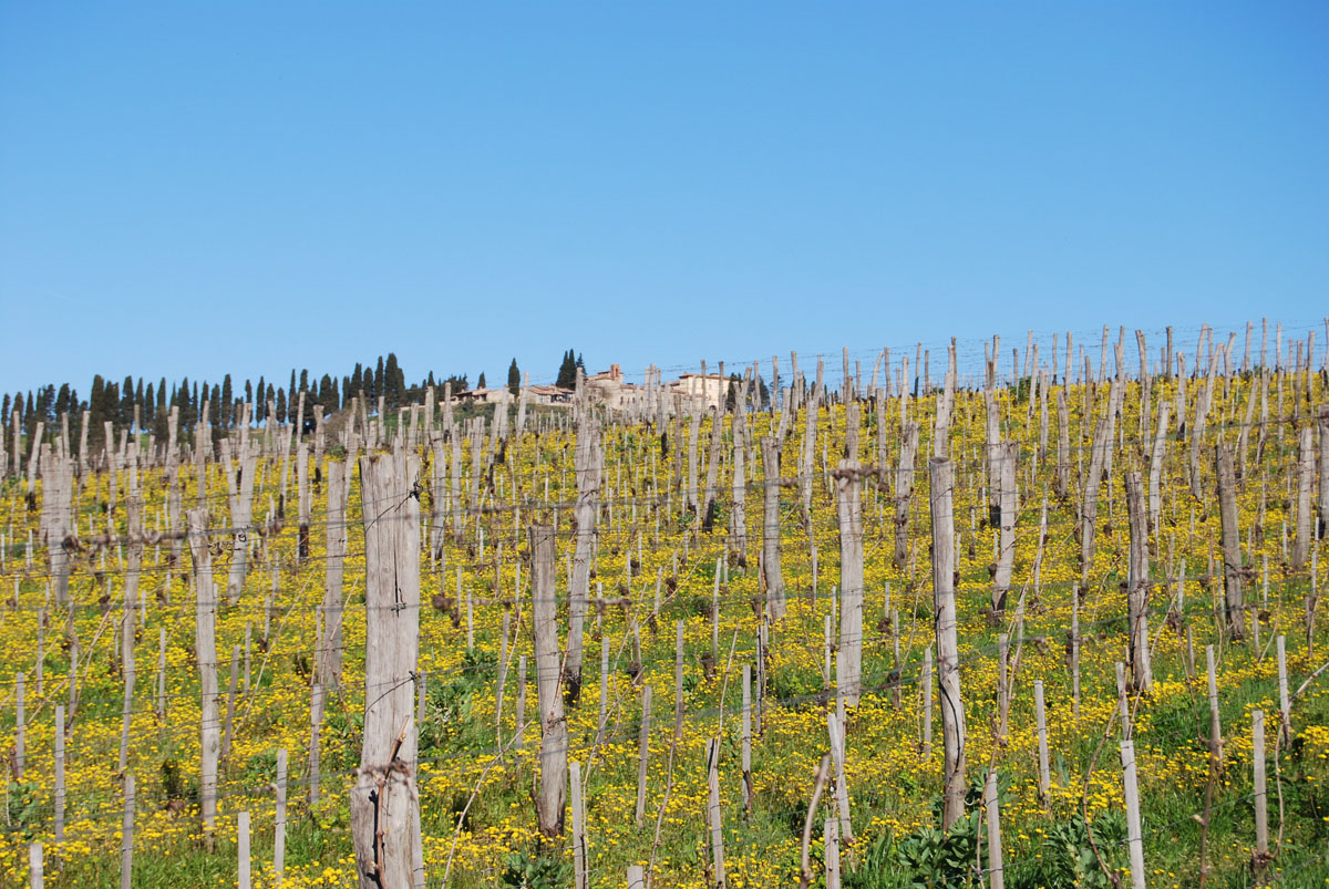 Ciauria Etna Rosso DOC 2021 - Tenute Pietro Caciorgna - Enoteca Terruli