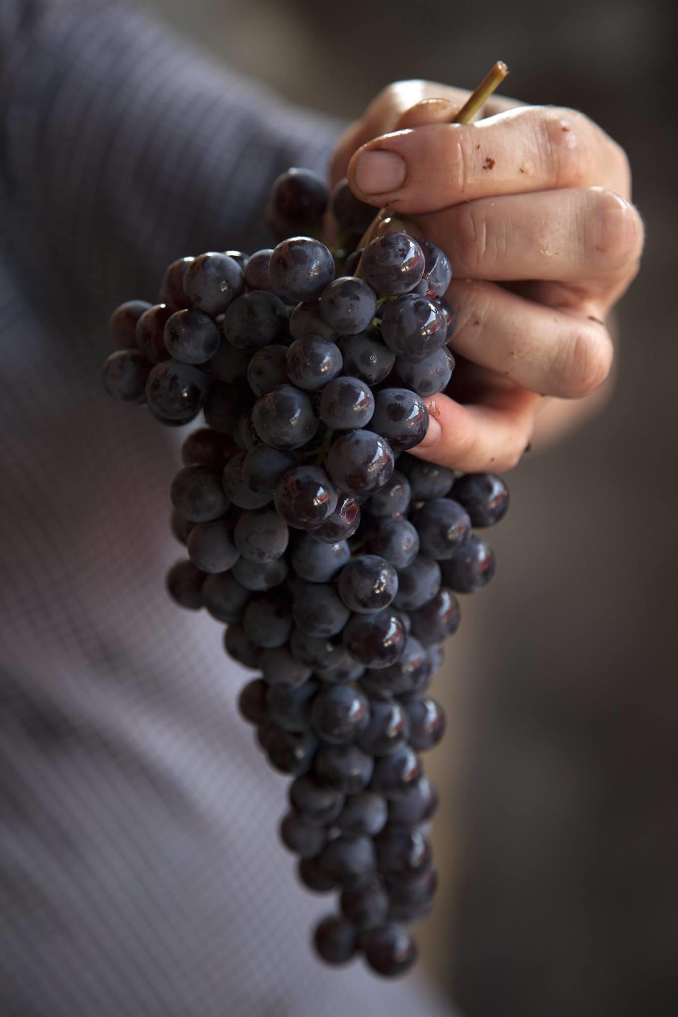 Marchesi di Barbaresco Gresy Martinenga 2017