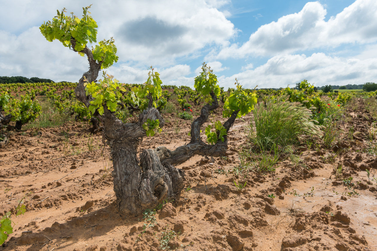 Dominio del Aguila Picaro Tinto Vinas Viejas 2021