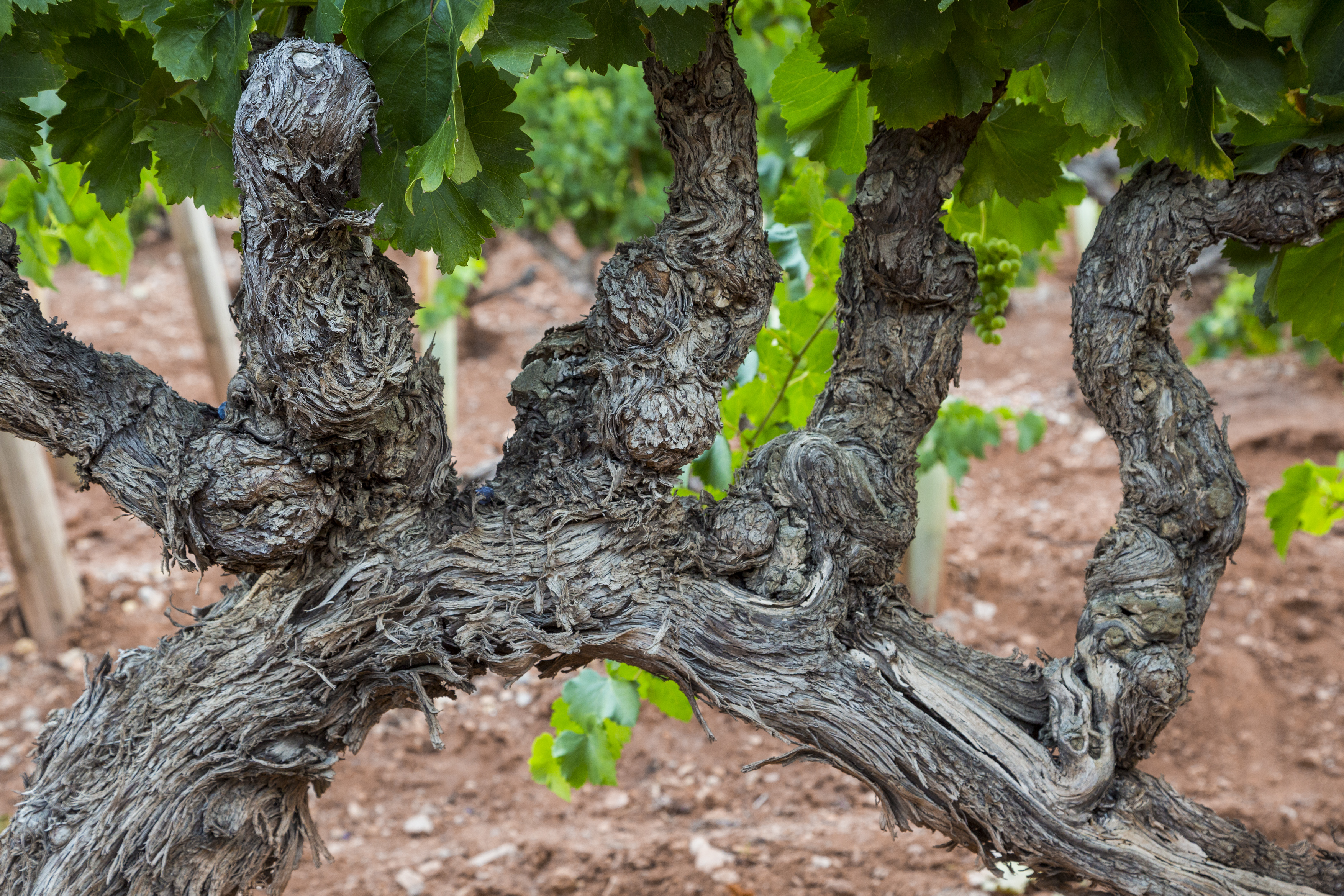 Côtes de Provence Rosé 2019 - Château d'Esclans