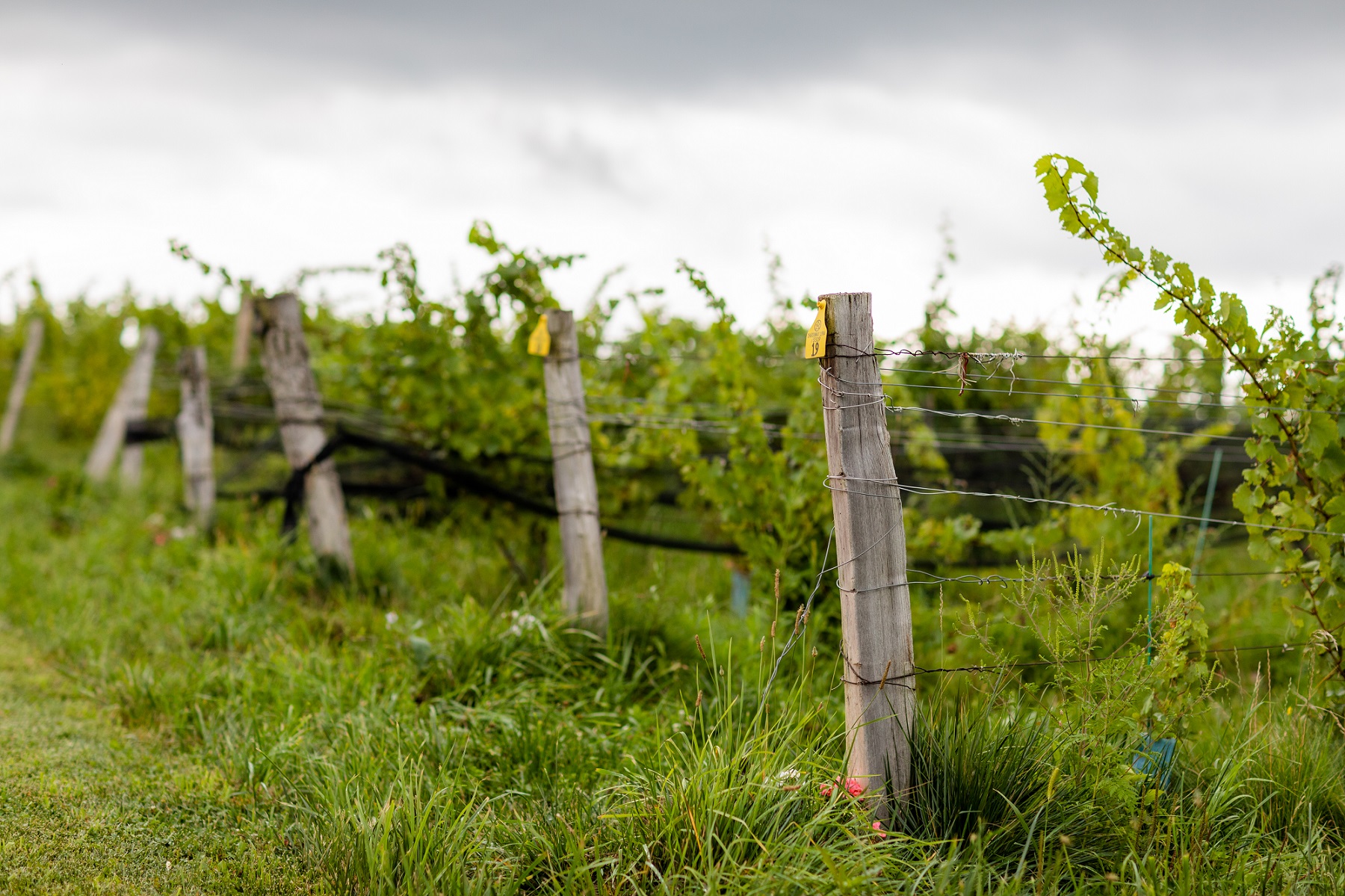 Silver Thread Vineyard