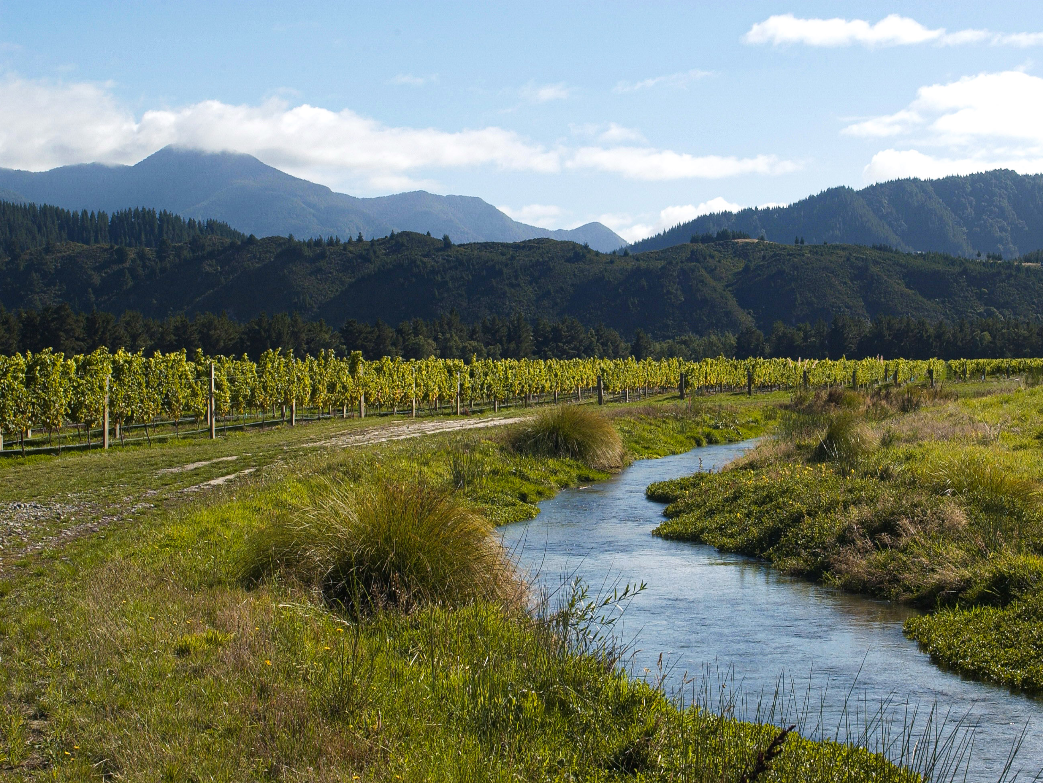 Oyster Bay Pinot Gris New Zealand White Wine, 750 ml - Fred Meyer