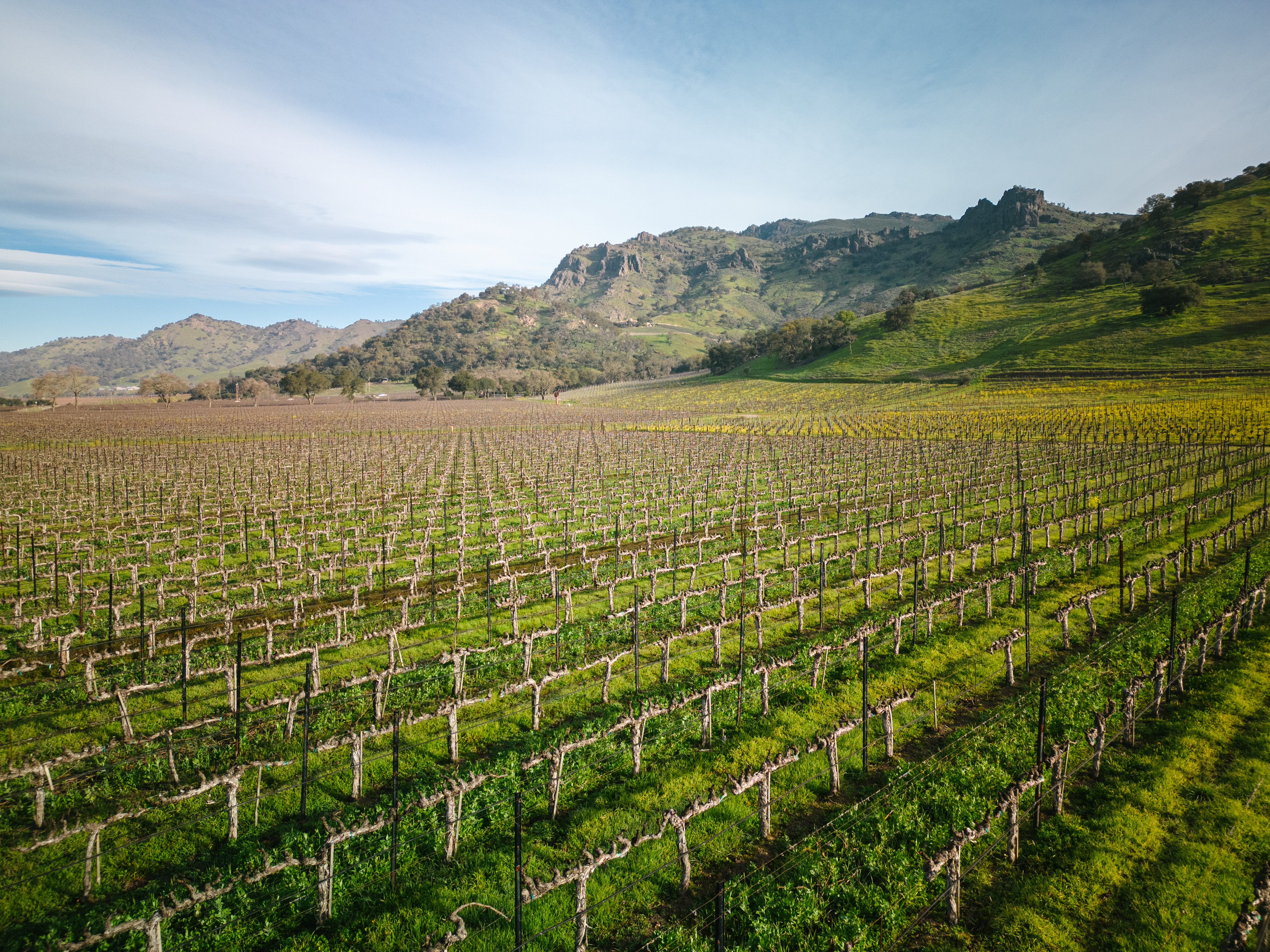 Clos du Val Wine - Learn About & Buy Online | Wine.com
