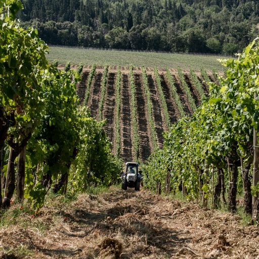 Isole e Olena Cepparello 2017 | Wine.com Isole e Olena Cepparello 2017 | Wine.com