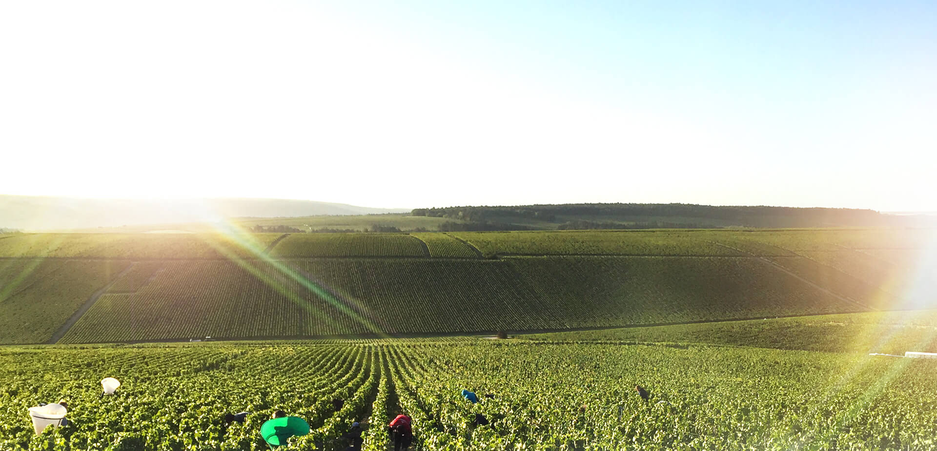 Domaine Billaud Simon Vaudesir Grand Cru