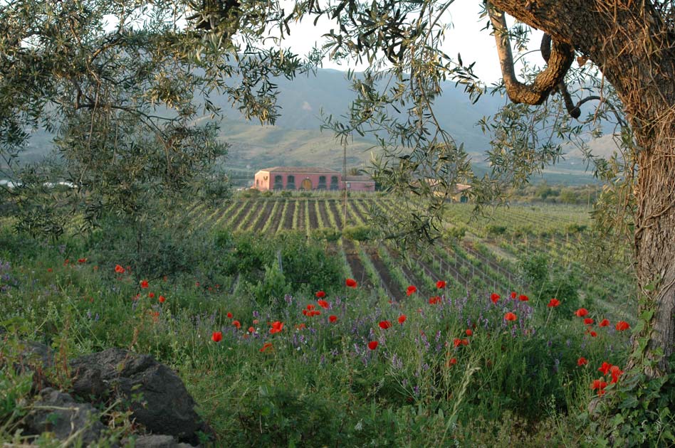 Etna Rosso Tenuta delle Terre Nere - Vino rosso pregiato