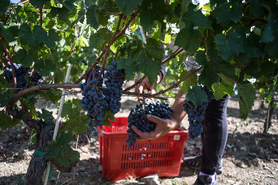 CiFRA Cabernet Franc 2020 - 14% vol. Duemani Luca d'Attoma Organic Winery