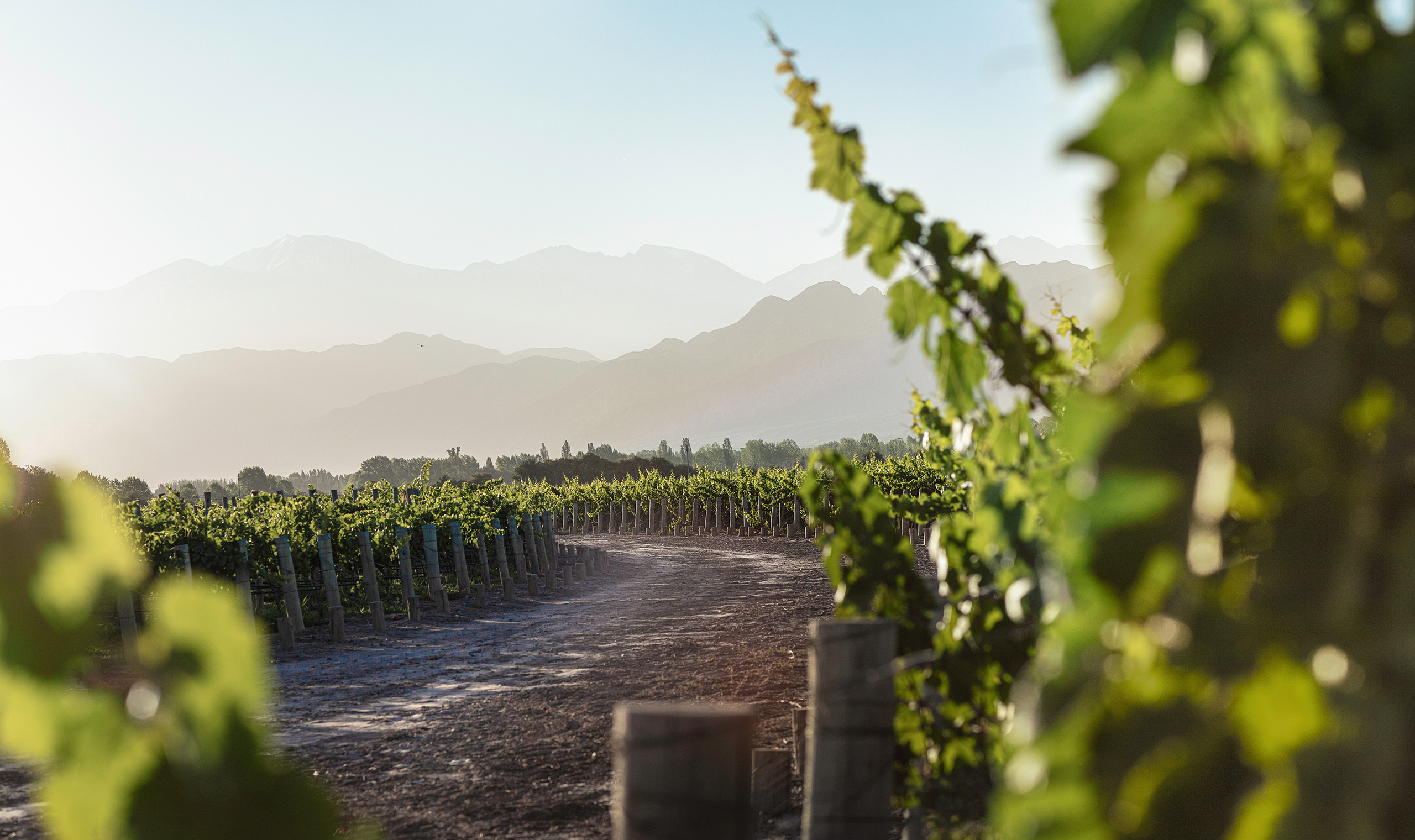 Luigi Bosca Malbec 2011 | Wine.com