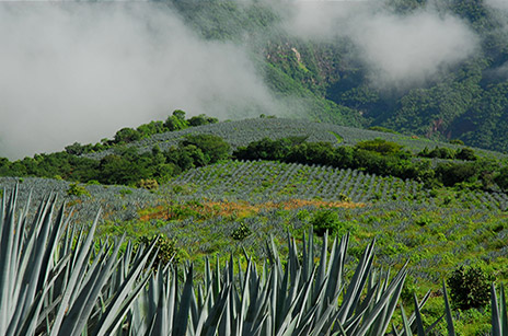 Clase Azul Reposado Tequila