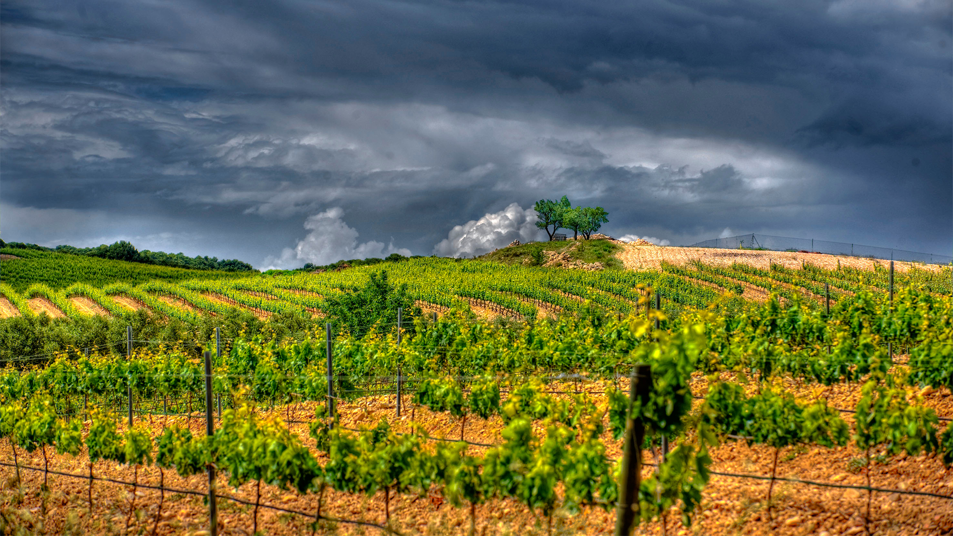 Bodegas Manzanos Reino De Altuzarra Cabernet Sauvignon 2021 | Wine.com