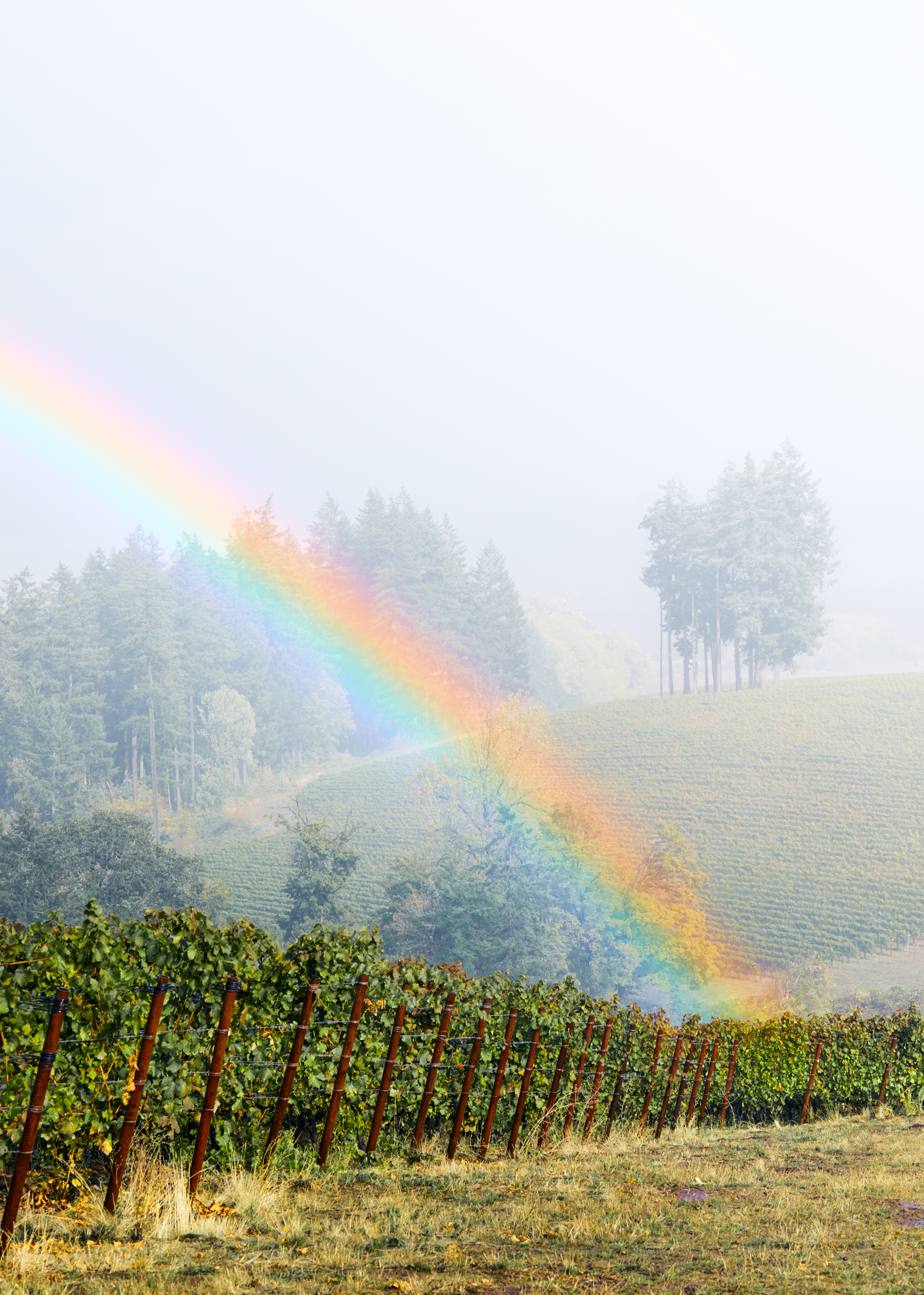 Lingua Franca AVNI Pinot Noir 2021 | Wine.com