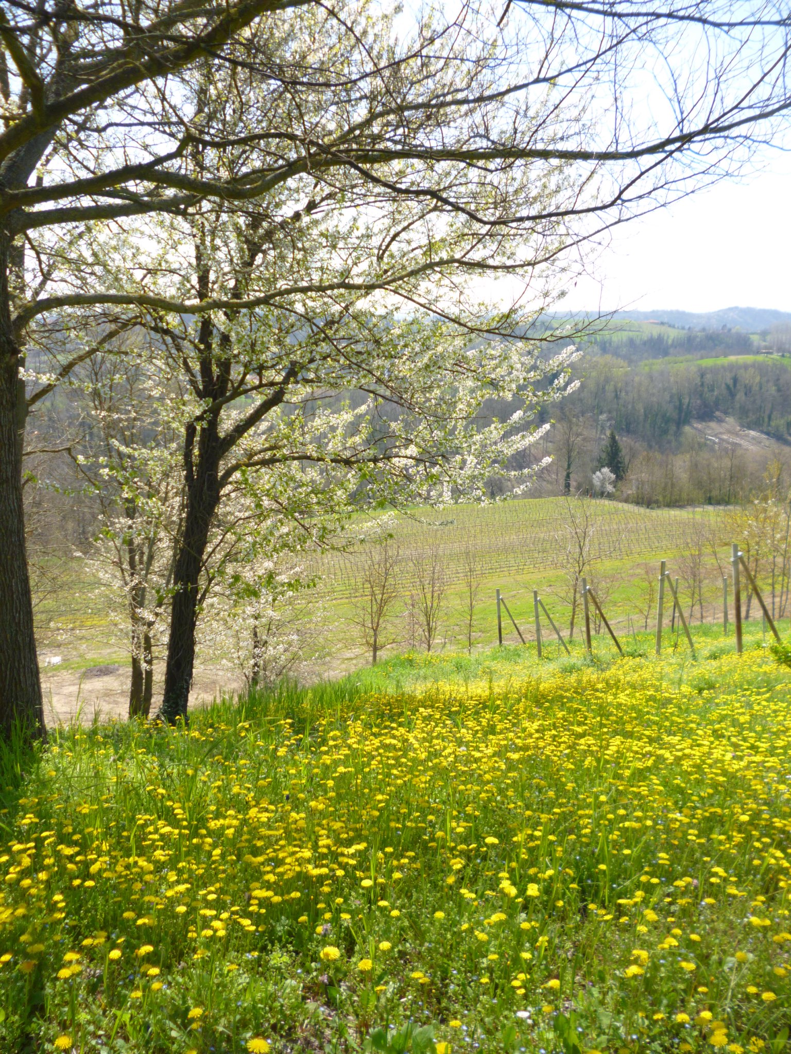 Marchesi Incisa della Rocchetta Valmorena Barbera d'Asti 2021