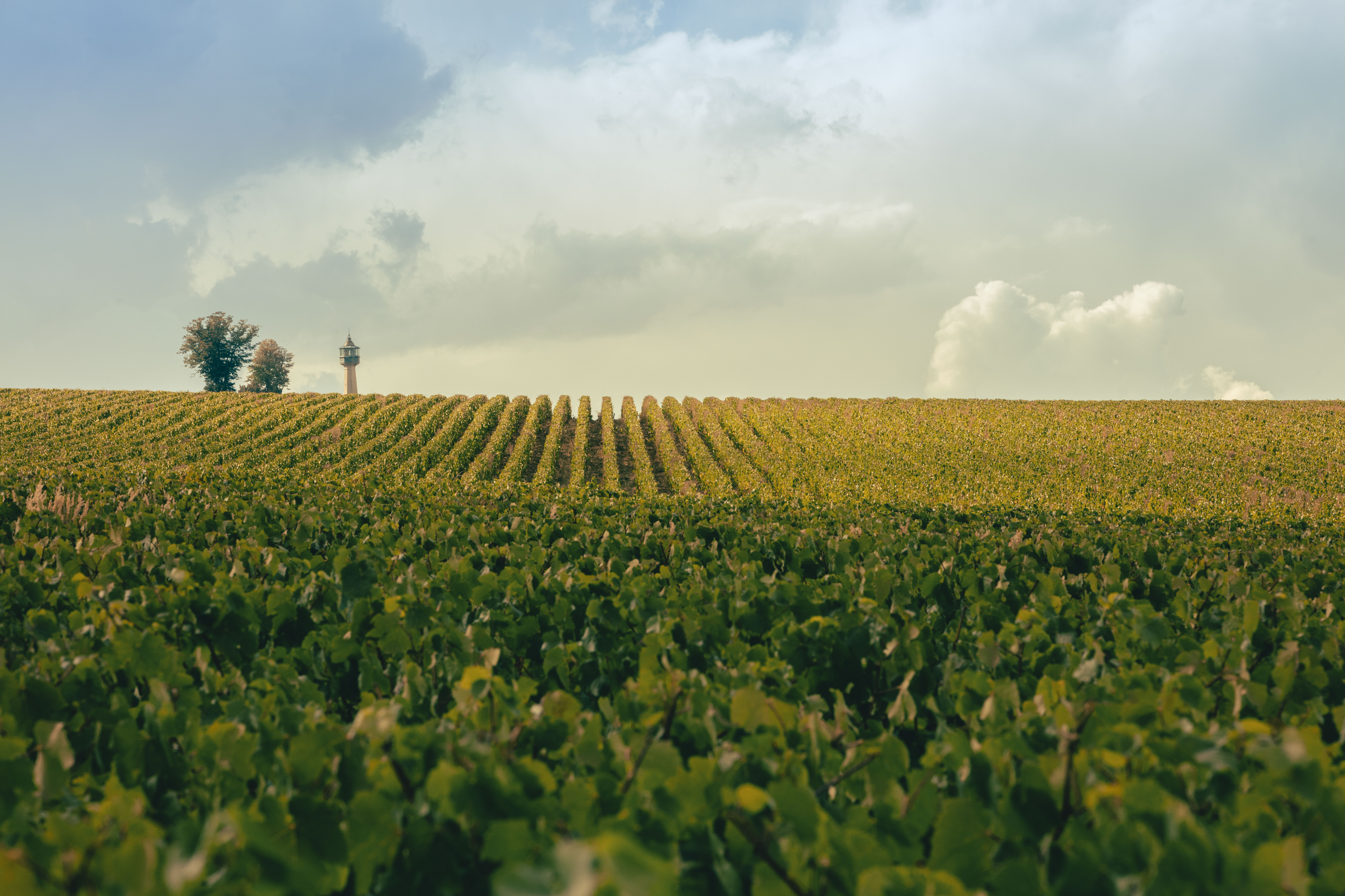Veuve Clicquot La Grande Dame 2015 | Wine.com Veuve Clicquot La Grande Dame 2015 | Wine.com