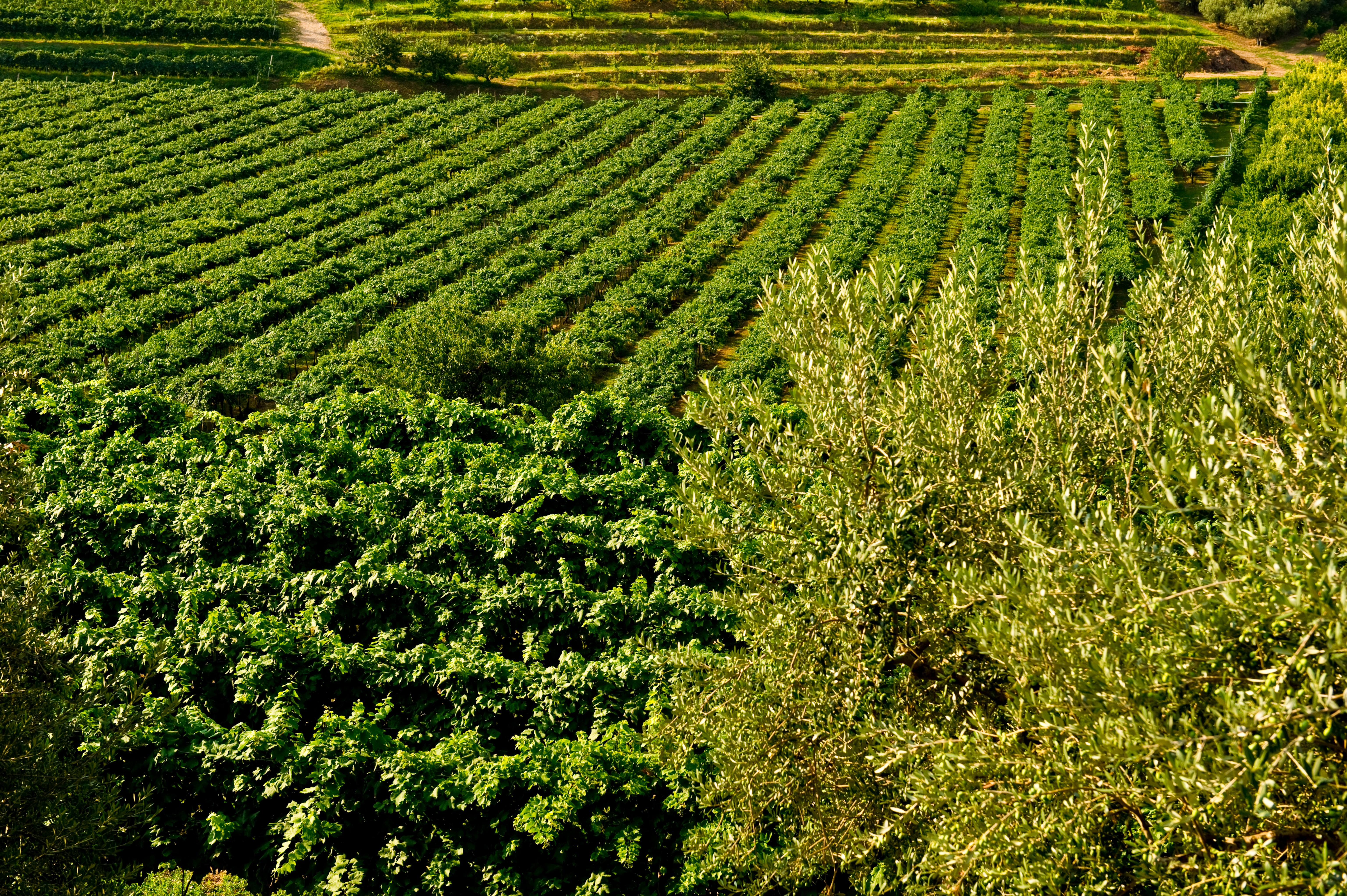 Santi Solane Ripasso Valpolicella 2019 | Wine.com