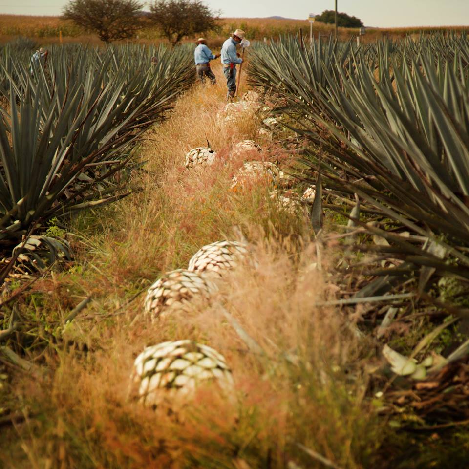 Don Julio Tequila Anejo 1942 – Wine Chateau