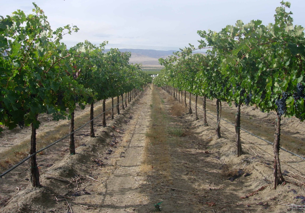 K Vintners Milbrandt Syrah 2018 | Wine.com K Vintners Milbrandt Syrah 2018 | Wine.com