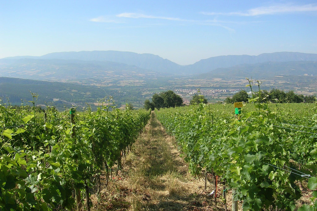 Wine by the winery Castell D'Encús.