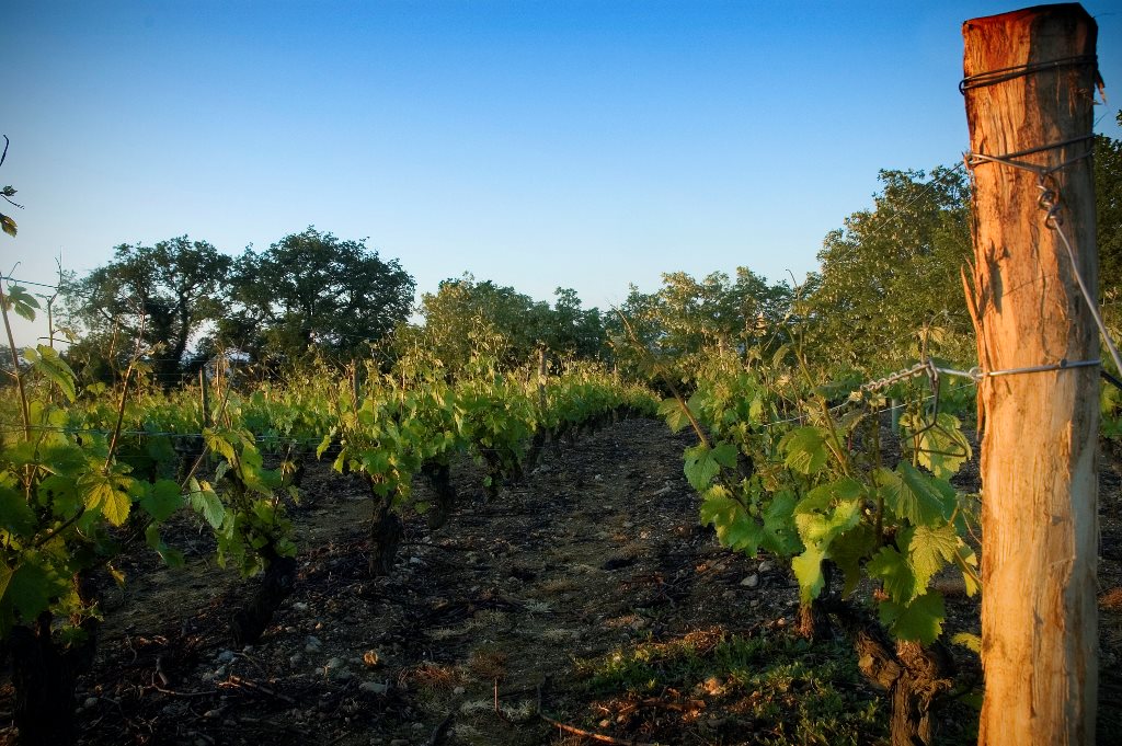 Chinon Bredif 2018 Marc