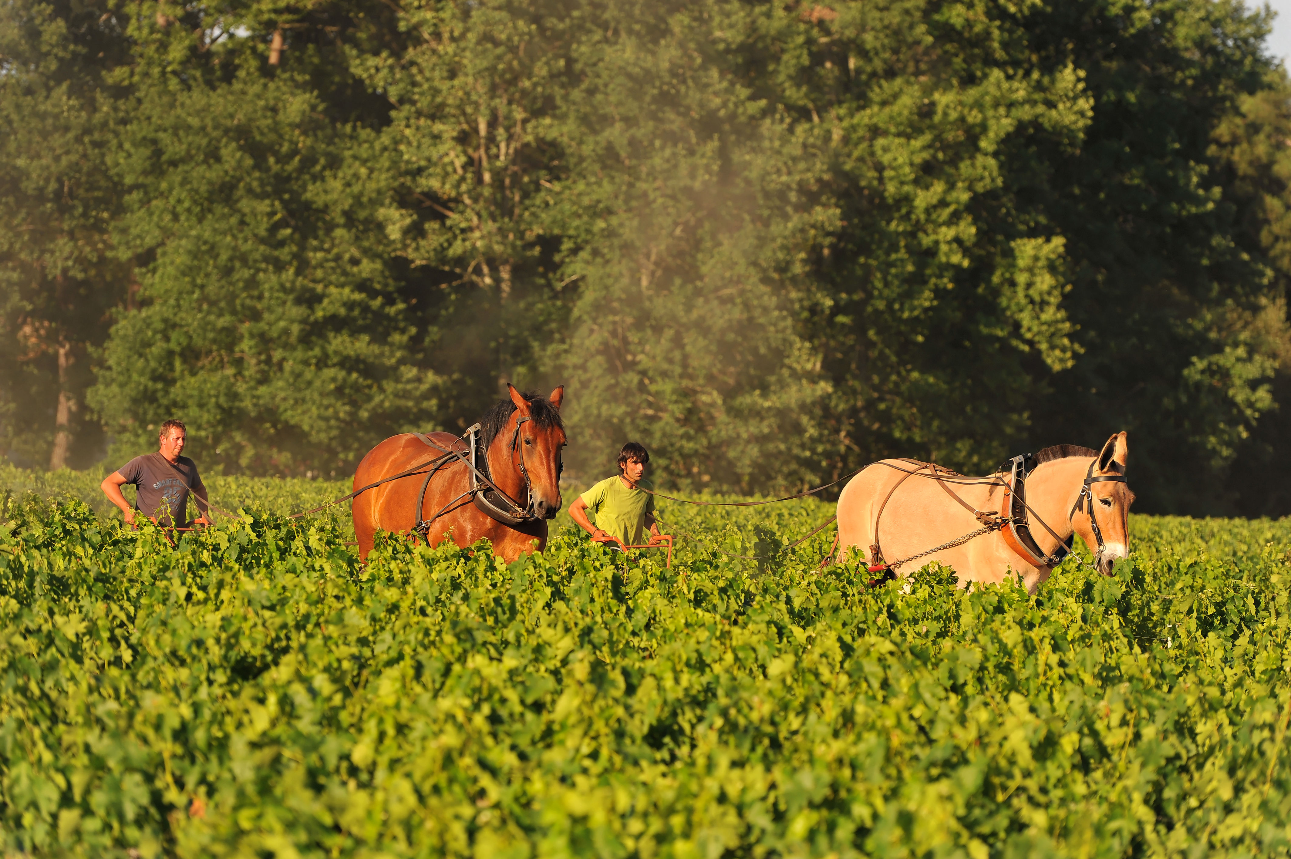 Chateau d'Aiguilhe 2020