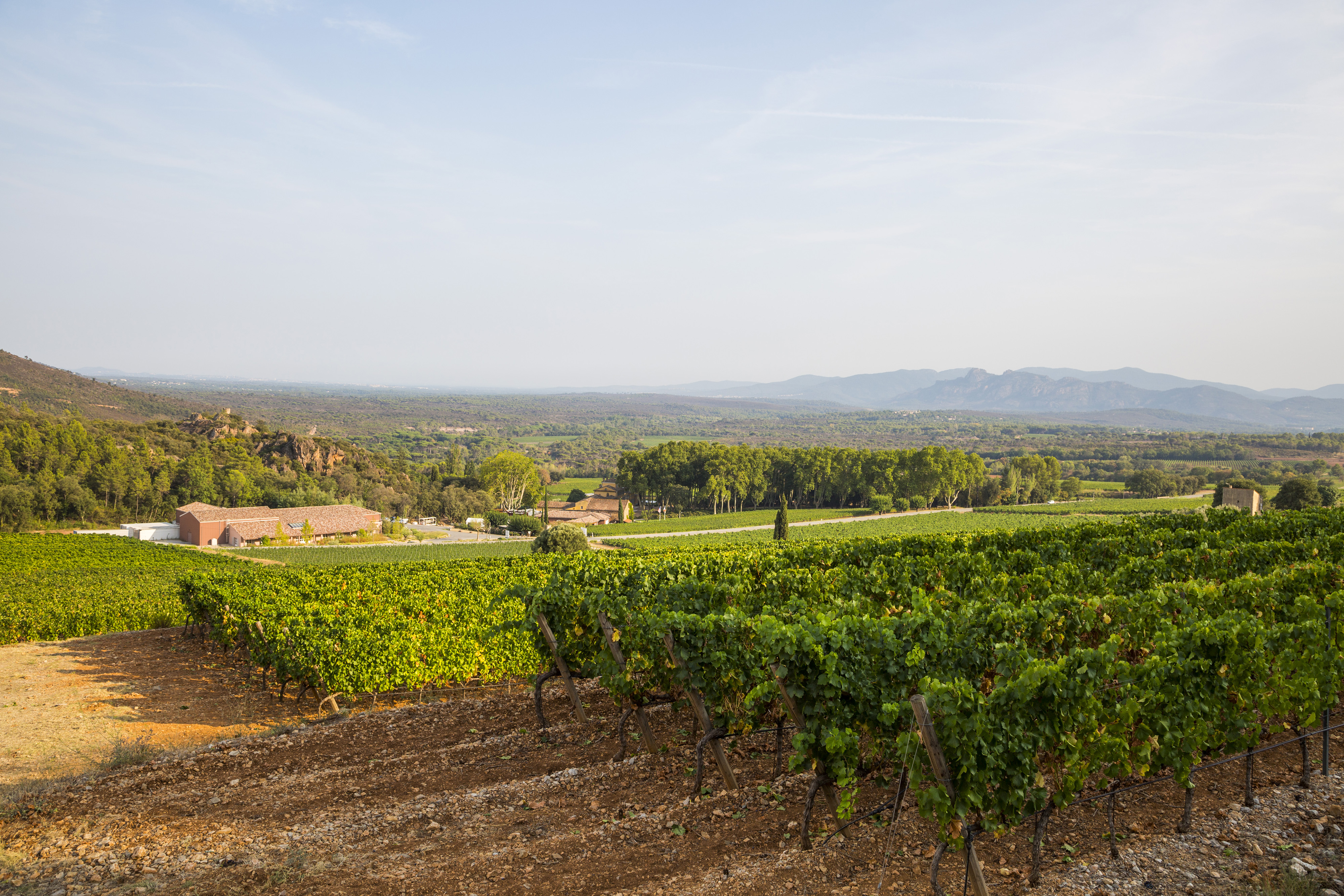 Château Caves d'Esclans 2018 Rock Angel Rosé, France - The Wine Wave