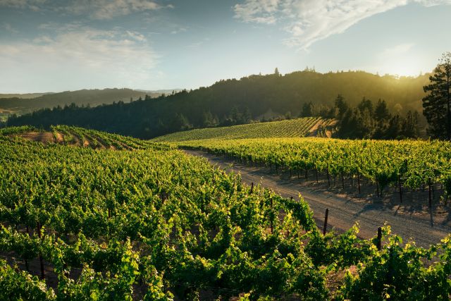 Anakota Helena Dakota Vineyard Cabernet Sauvignon 2012