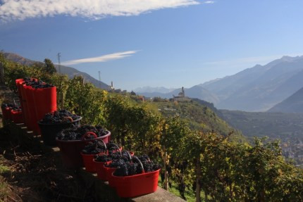 wine