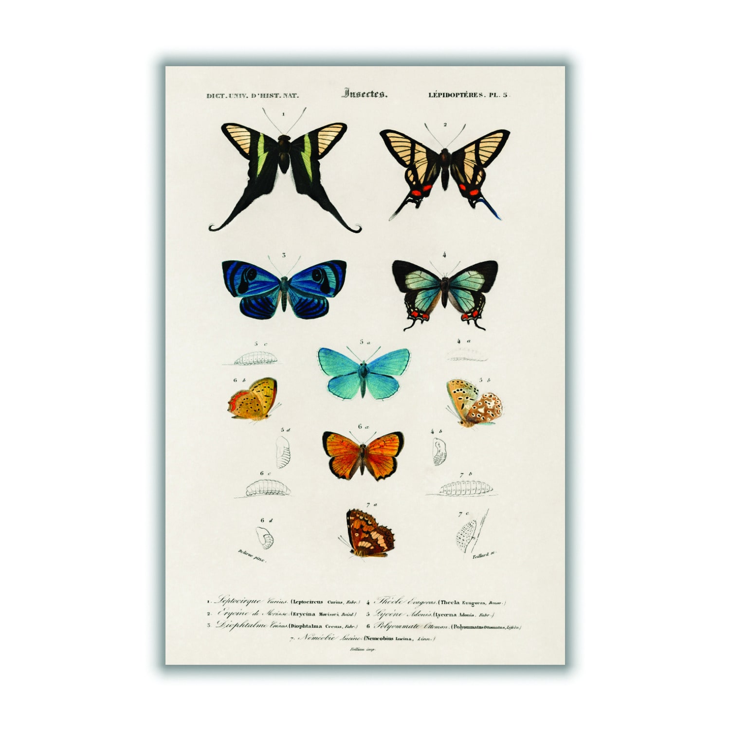 Collection Of Hand Drawn Butterflies Print A3 297 X 420Mm Stanley Print House