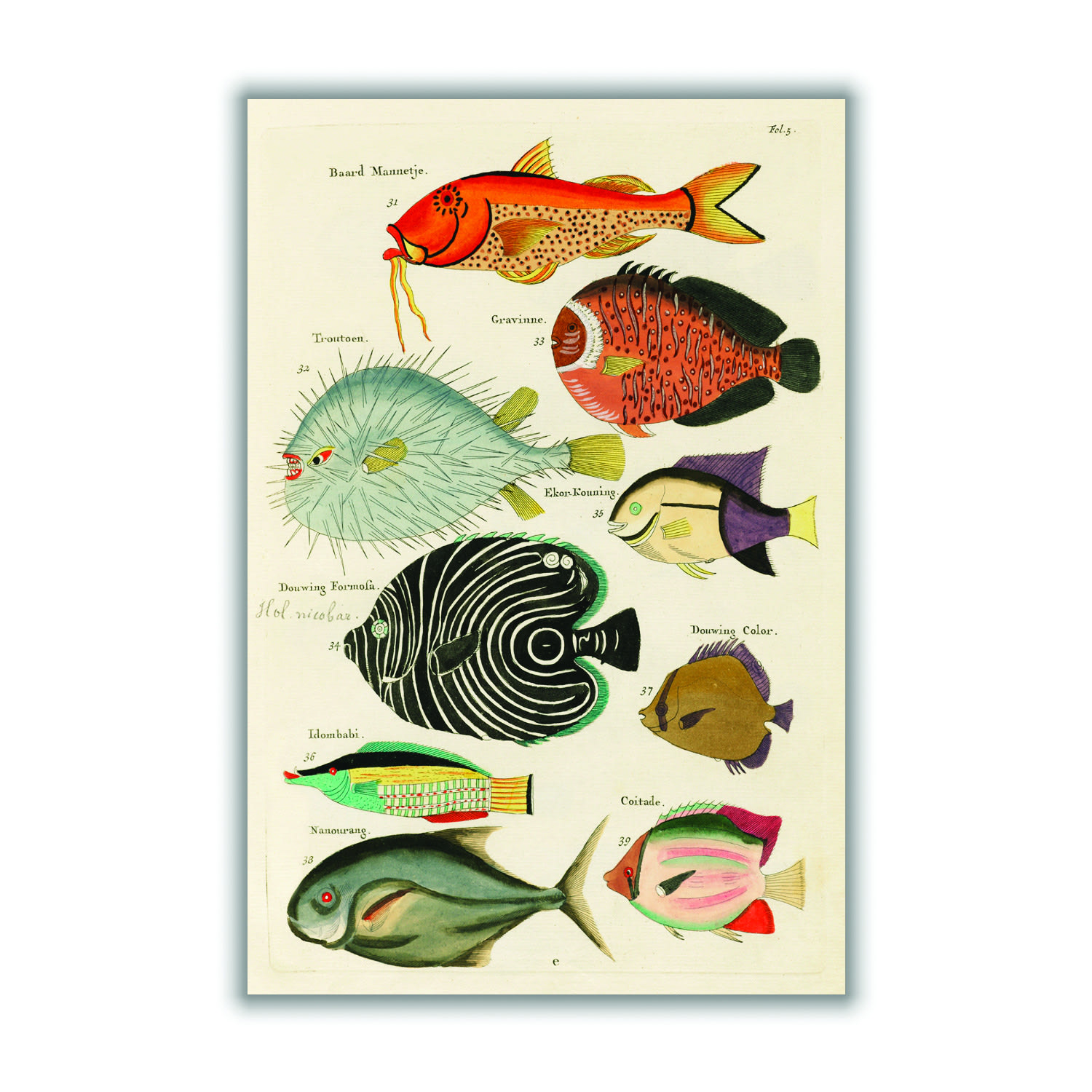 Fish Found In Indonesia Xxs Stanley Print House