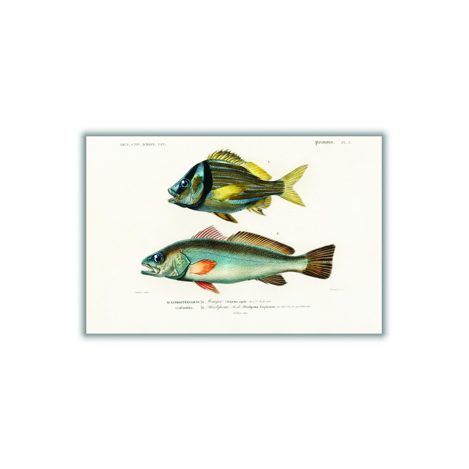 Porkfish Extra Small Stanley Print House