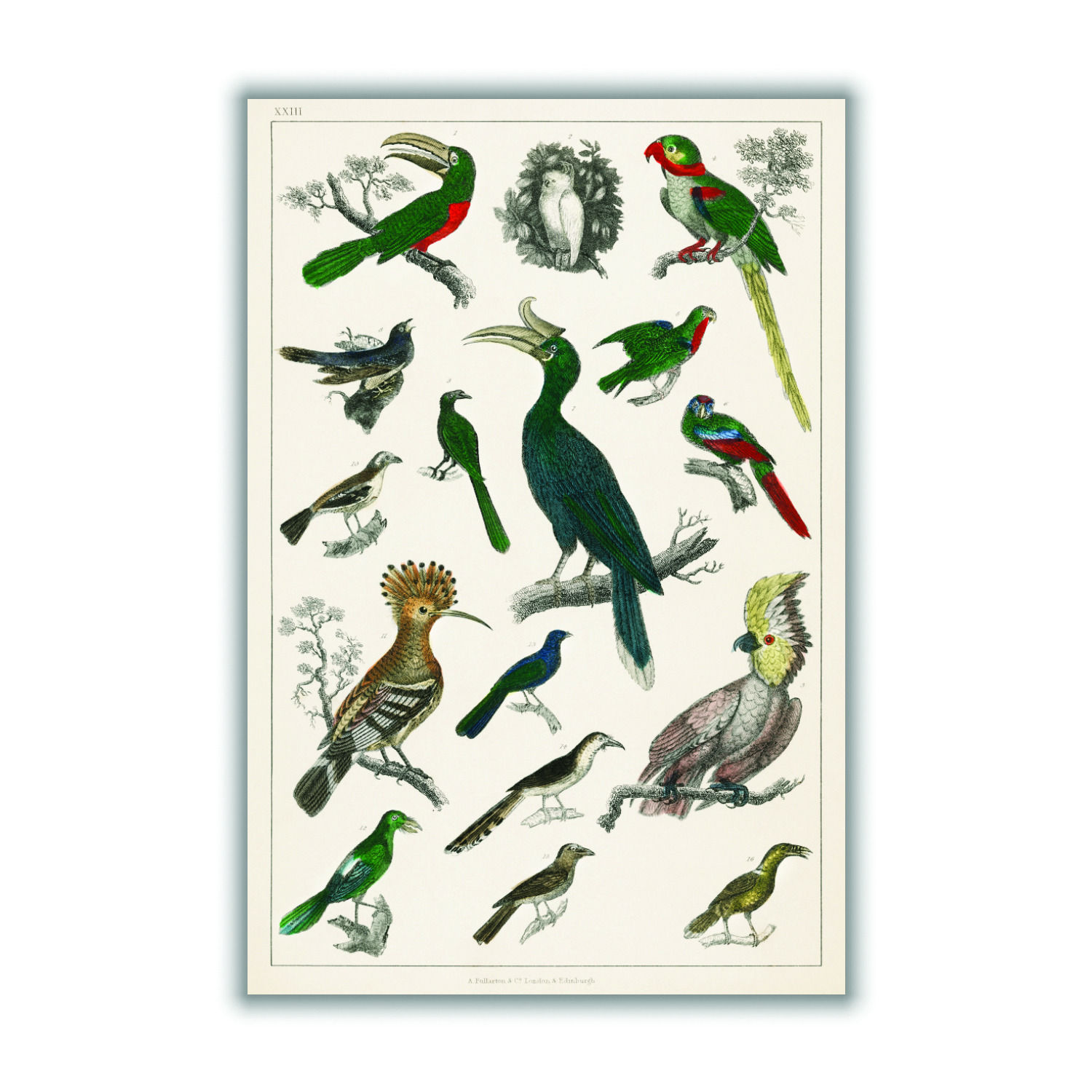 Parrots Extra Small Stanley Print House