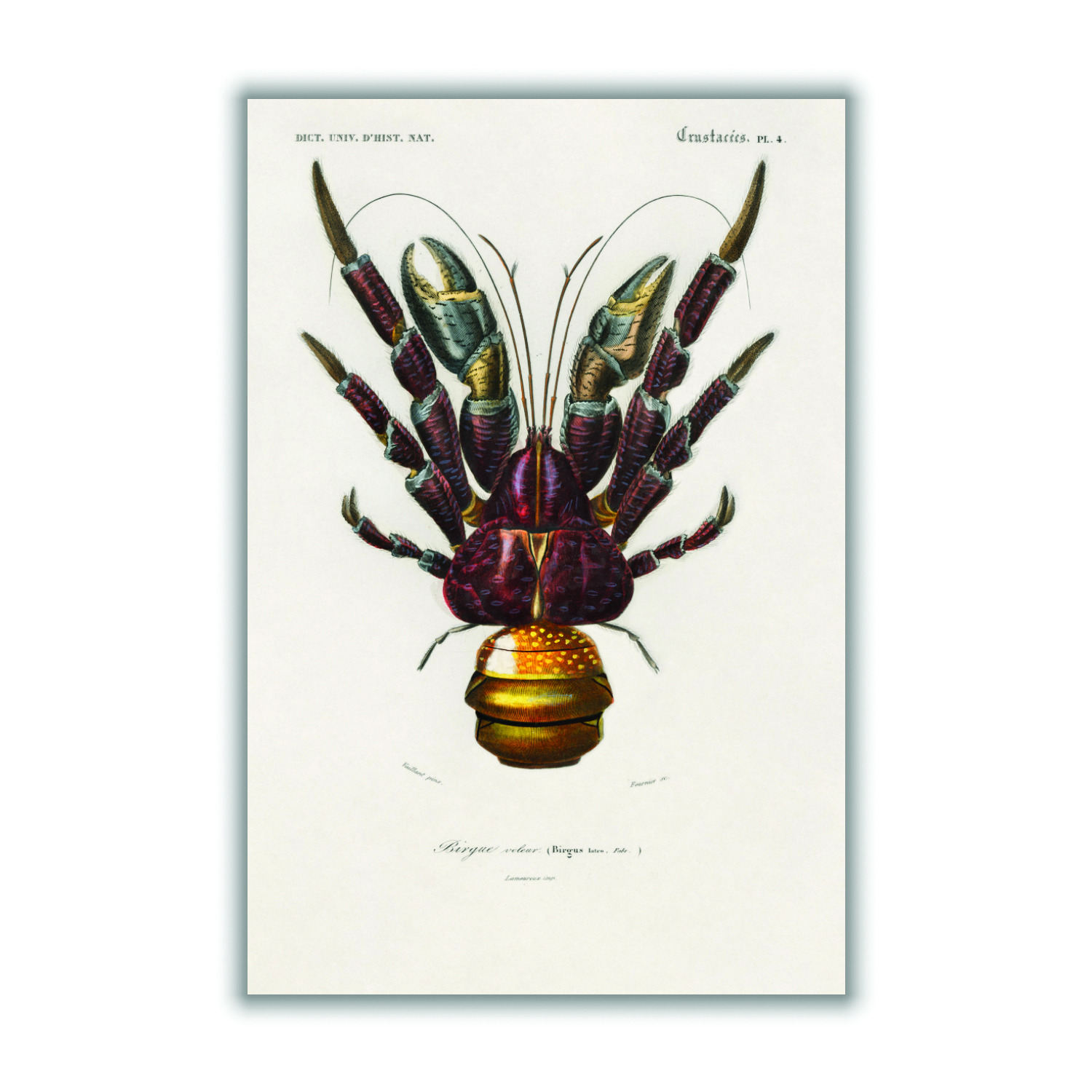 Brown Coconut Crab Extra Small Stanley Print House