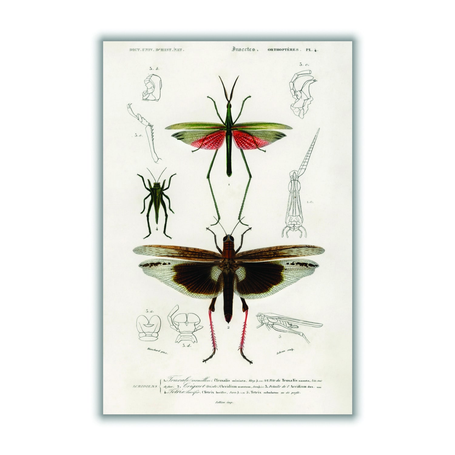 Brown Natural History Different Types Of Bugs 1 A2 420 X 594Mm Stanley Print House