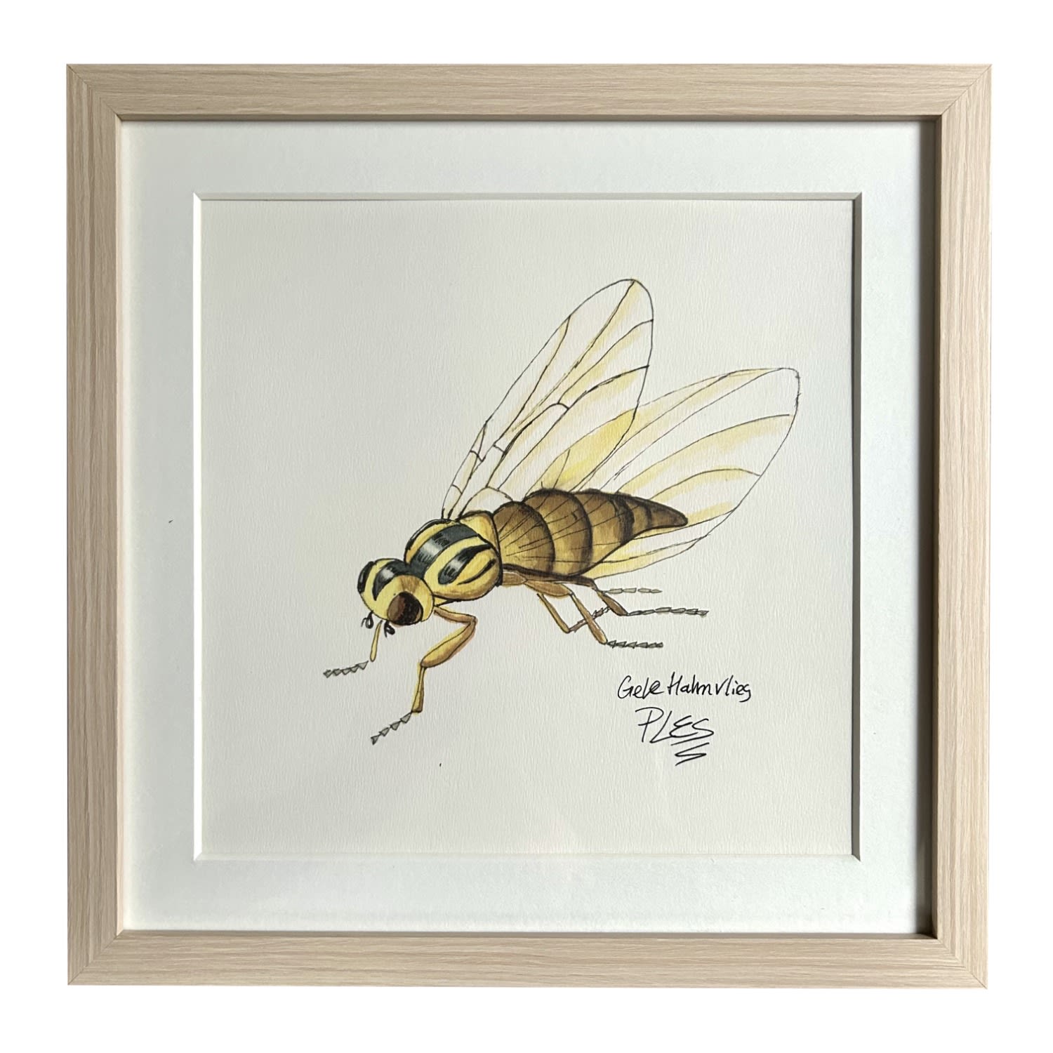 Yellow / Orange Painting Hover Fly Catchii