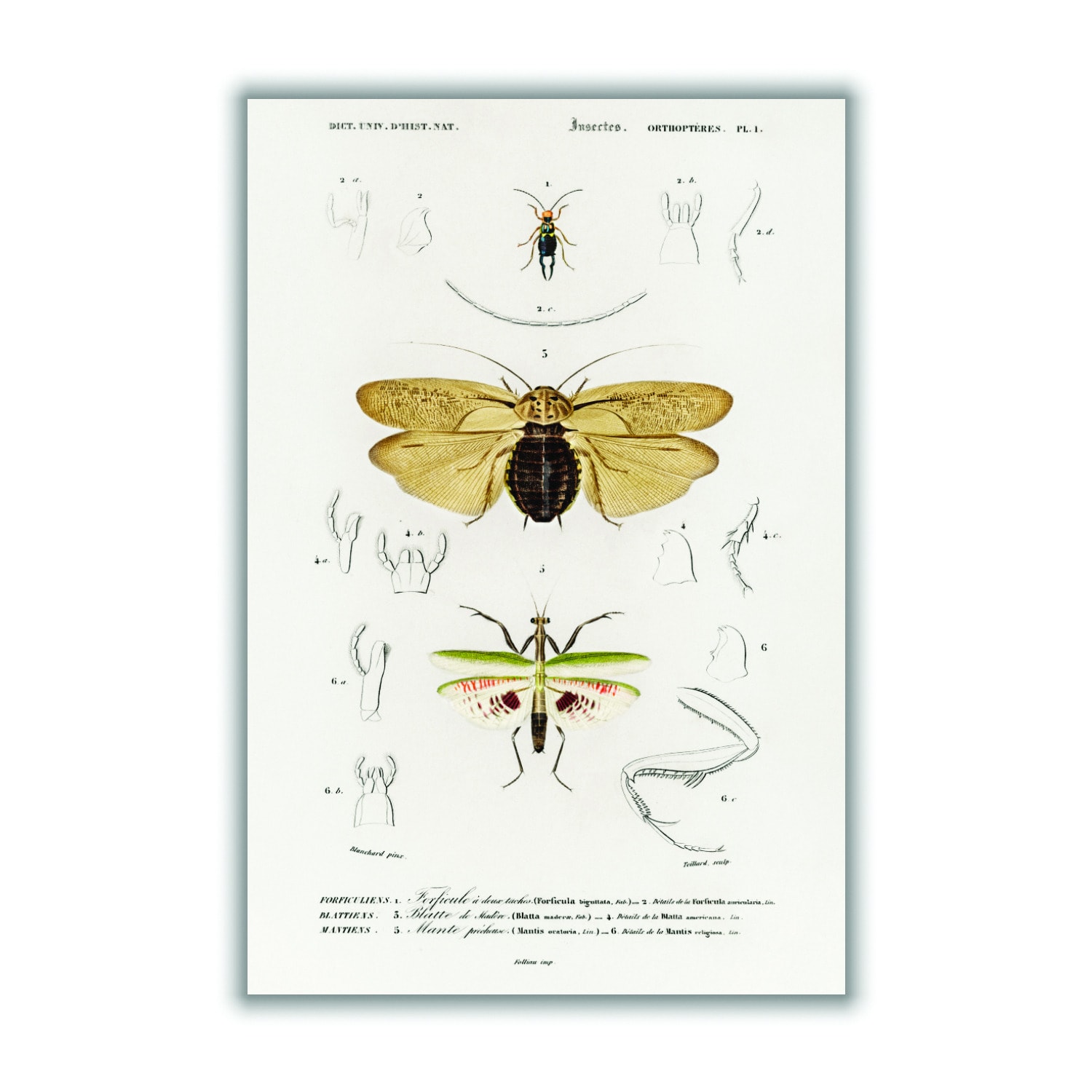 Yellow / Orange Natural History - Different Types Of Insects 5 A2 420 X 594Mm Stanley Print House