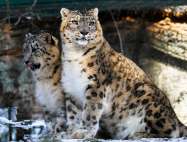 WoodyVu Snow Leopard Explorations - Snow Leopard in wilderness Snow Leopard in wilderness