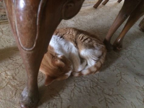 After lunch I caught Monty napping in his fort.