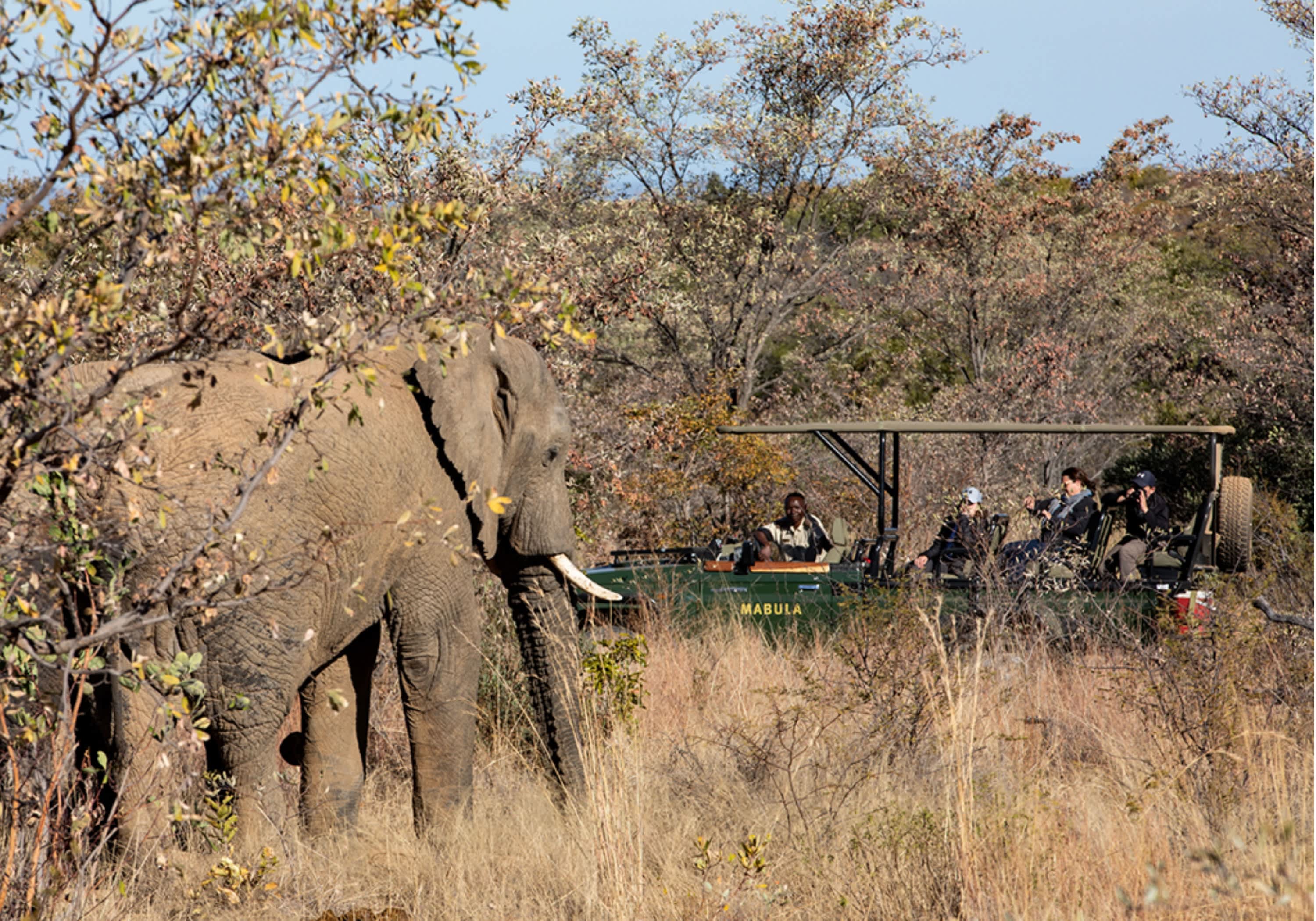 Kwafubesi Tented Safari Camp, Mabula Private Game Reserve: 1 Night Luxury Tented Stay for 2 Includes 3 Meals + Drinks + 2 Safaris Daily!