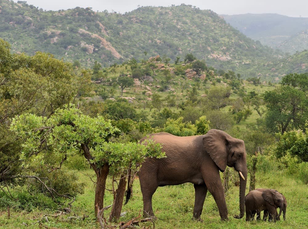 Skukuza Safari Lodge: KRUGER NATIONAL PARK- 1 Night stay for 2 Adults + Breakfast From R1 875 per person per night!