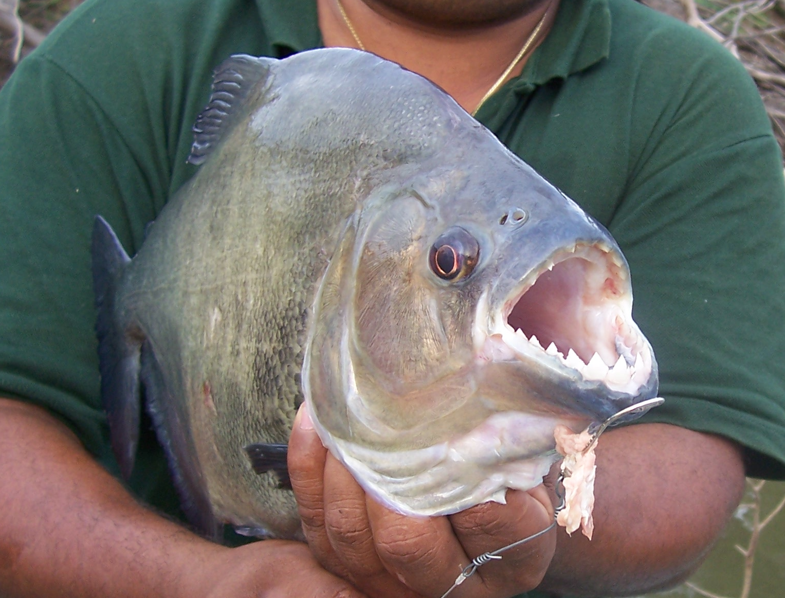 Anavilhanas Jungle Lodge Tours - Piranha Fishing Anavilhanas Jungle Lodge Tours - Piranha Fishing